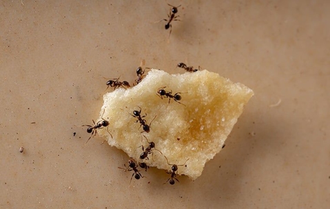 ants